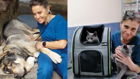 Veterinario profesional