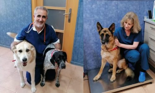 clinica veterinaria en majadahonda